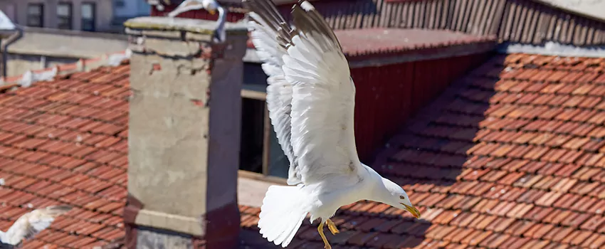 Residential Chimney Animal Removal Solution in Northport, AL
